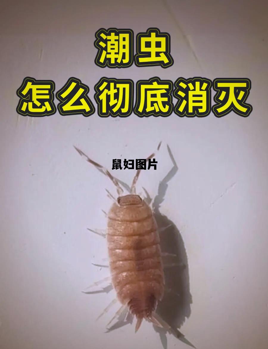 鼠妇图片，鼠妇图片欣赏